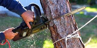 Best Commercial Tree Services  in Dayton, MN