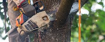 Trusted Dayton, MN Tree Services Experts