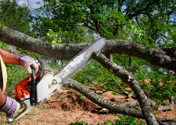 Best Fruit Tree Pruning  in Dayton, MN